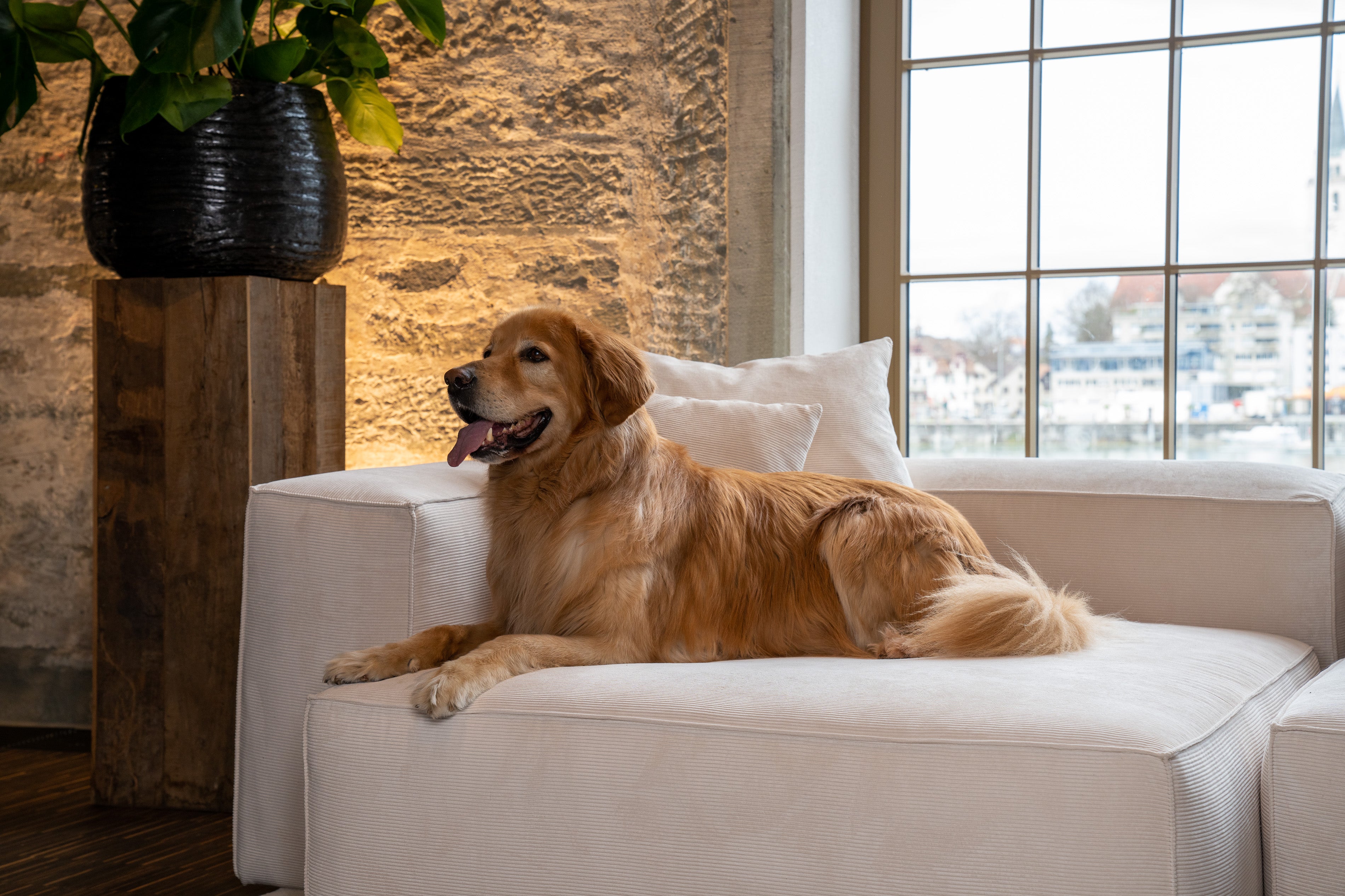 Wie bekomme ich Flöhe aus der Couch - Ratgeber & Anleitung