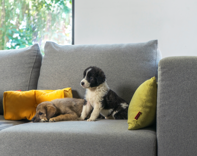 Das ideale Sofa für Hundebesitzer: Abnehmbare und waschbare Sofa Bezüge