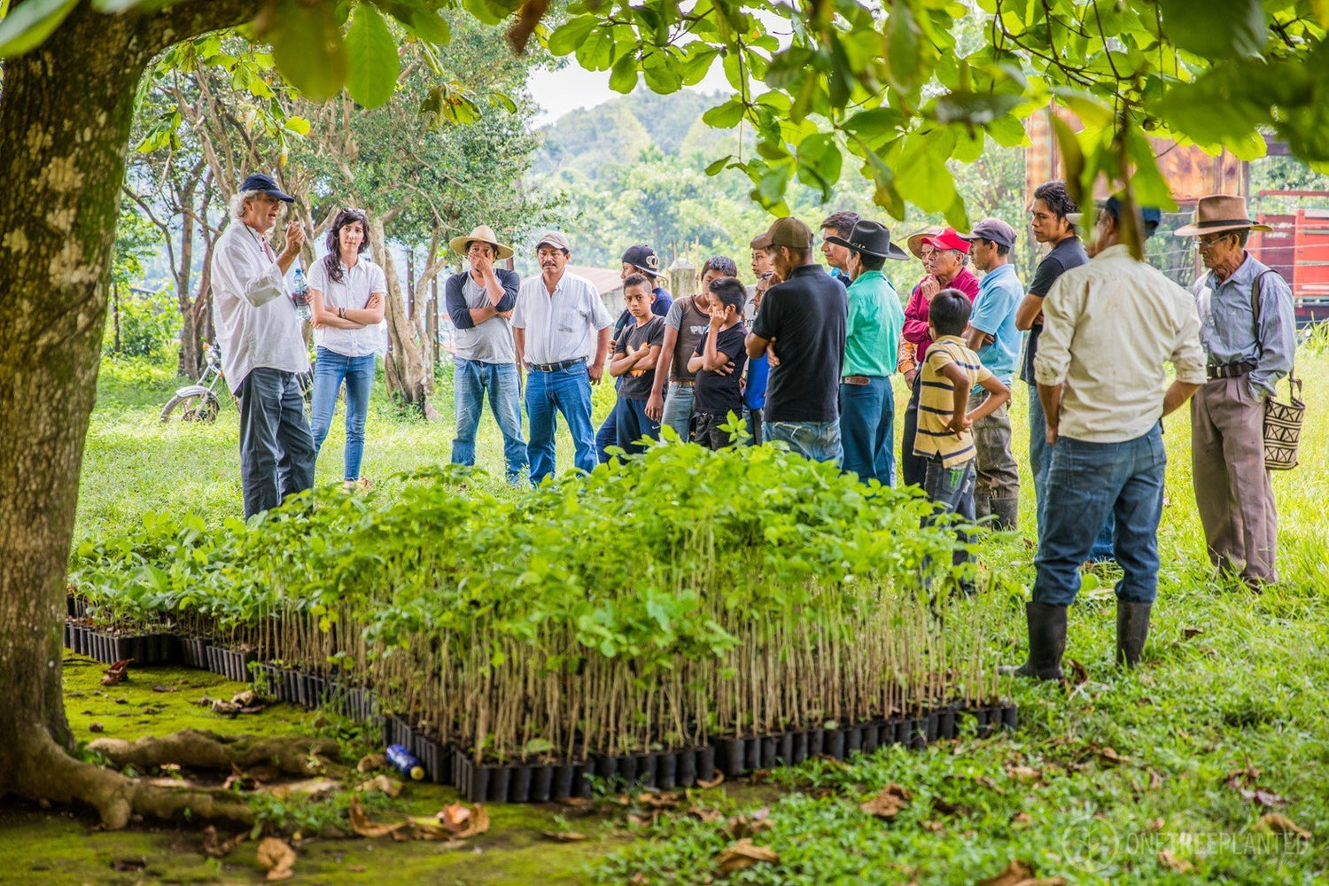 Alles über OneTreePlanted & wo deine Bäume gepflanzt werden - Livom