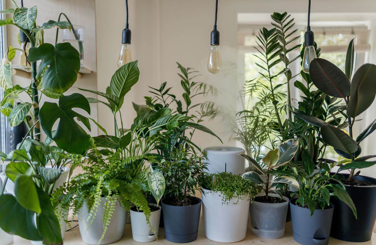 Living room plants: the 10 best plants for the living room