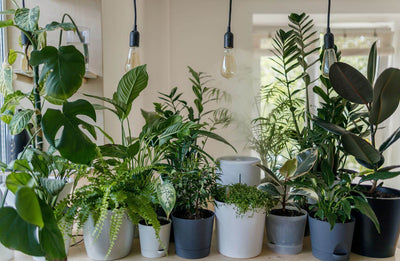 Piante da salotto: le 10 migliori piante per il soggiorno
